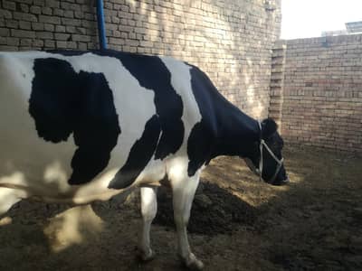 milking cows