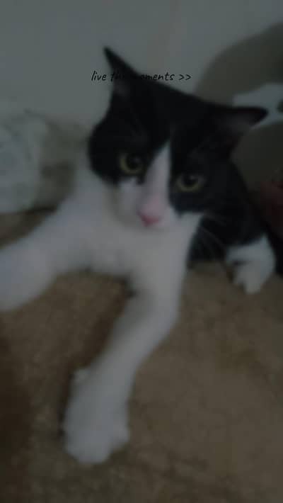 black and white cat
