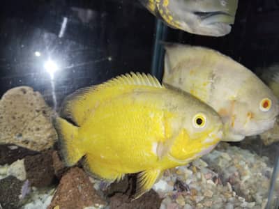 Oscar pair 5 inch each