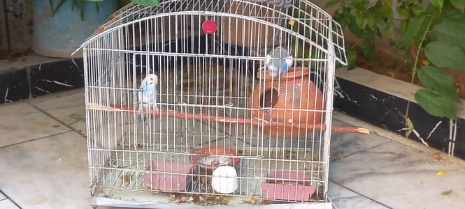 pair of budgies