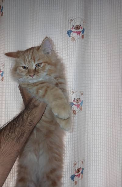 Persian kitten