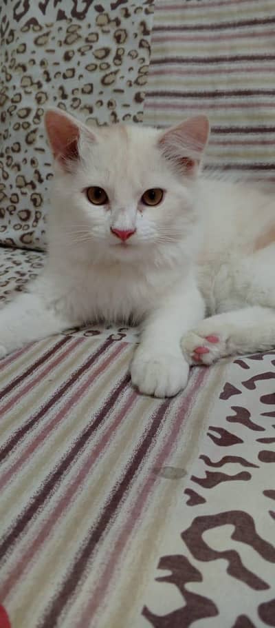 Persoin Cat Triple Cot