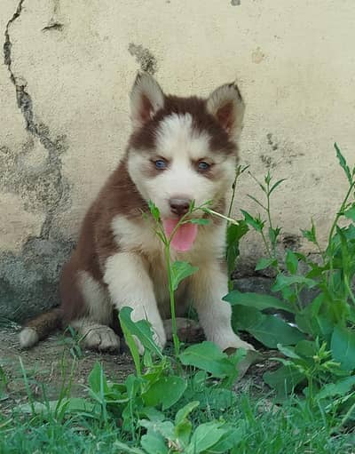 Siberian husky puppy one male and 2 Female Available for sale