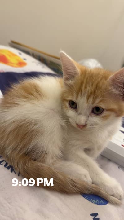 Semi Persian