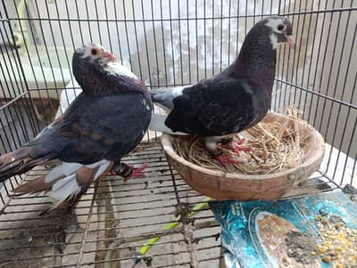Pegions for sale