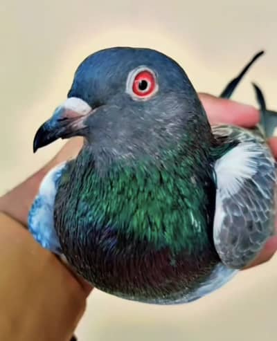 Red eyes Dub waly kabotar for sale in wah cantt