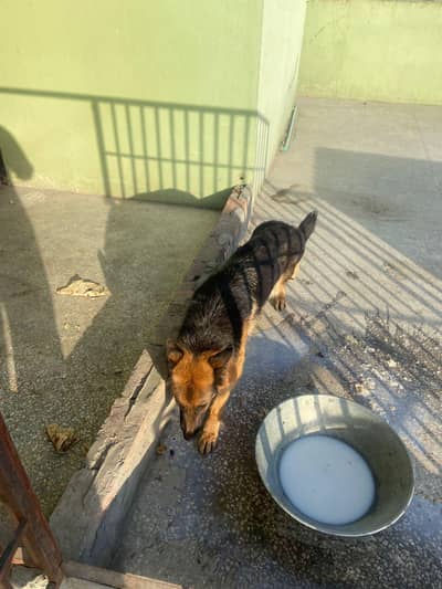 German Shepherd double coat