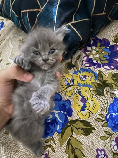 Persian triple coated punch phase