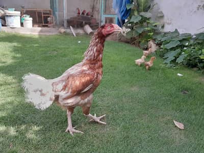 Assel Hen with 3 chiks
