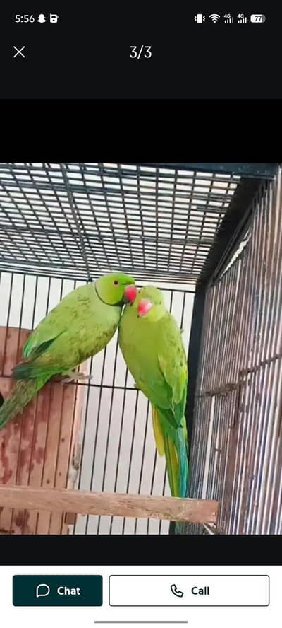 breeder pair ha All ok cage or pair dono sale krny hai