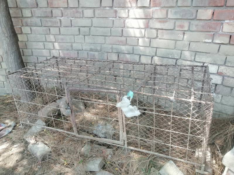 cages 1