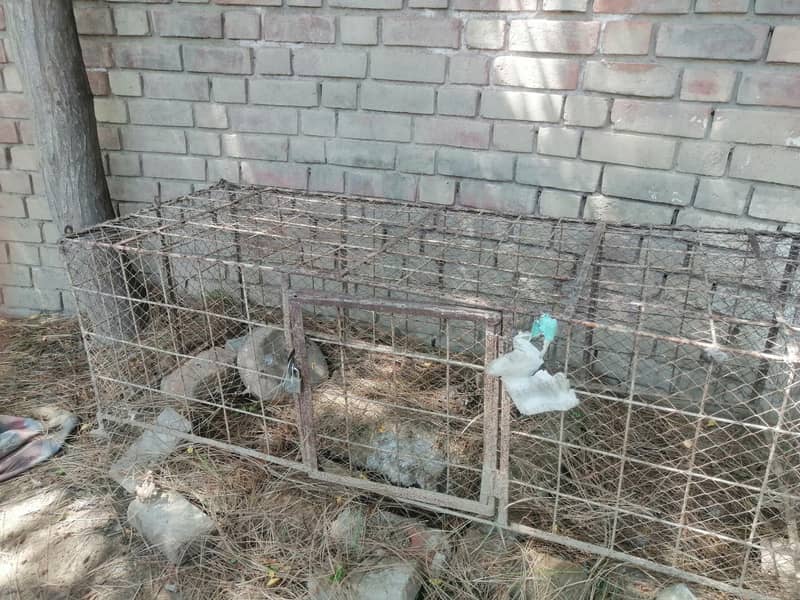 cages 4