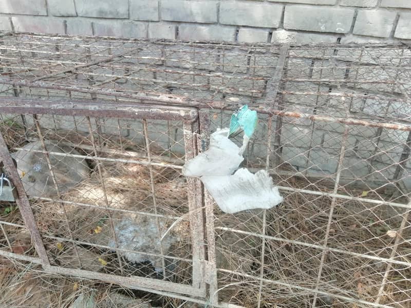 cages 5