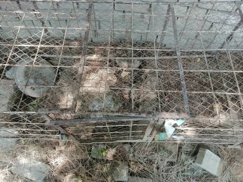 cages 6