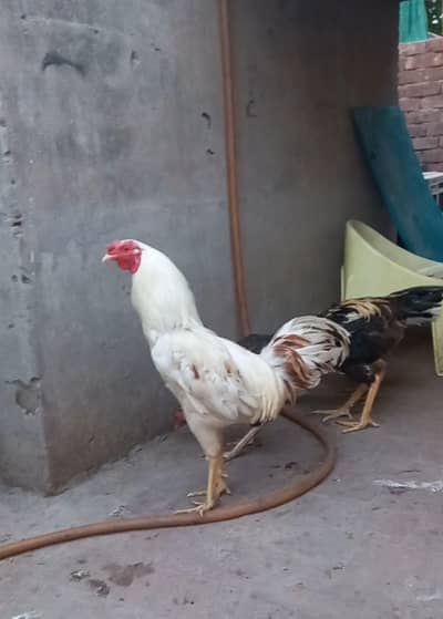 White desi murga for hens Rs 3000