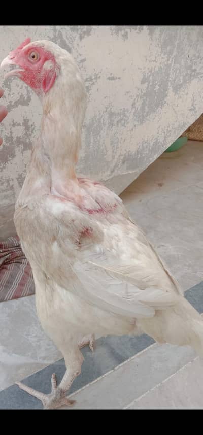 mashallah Heera Aseel Miawali Madi light brown Shade eggs lay Karna wh