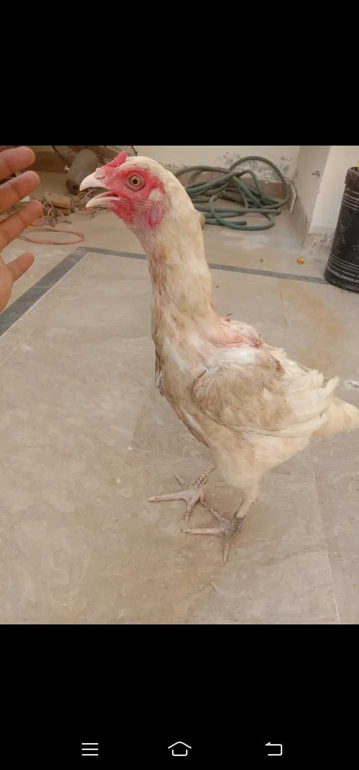 mashallah Heera Aseel Miawali Madi light brown Shade eggs lay Karna wh — photo 2