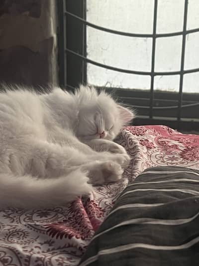 Persian kitten white