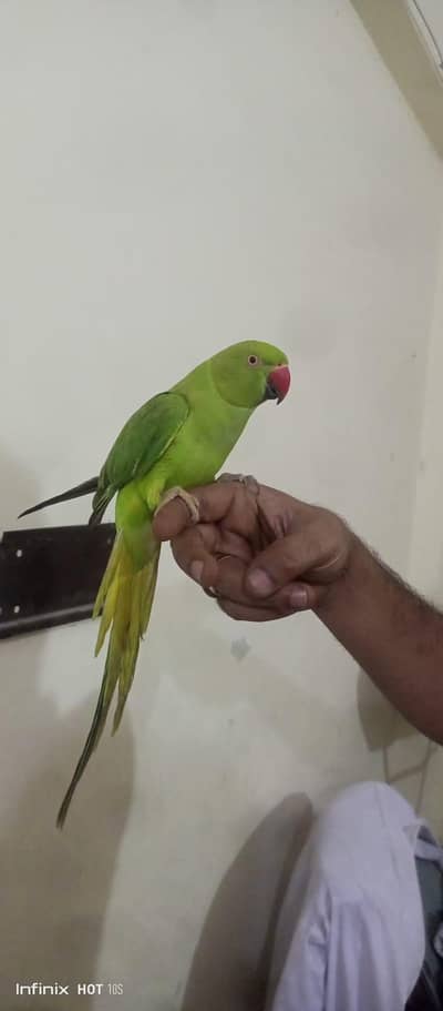 Green Parrot