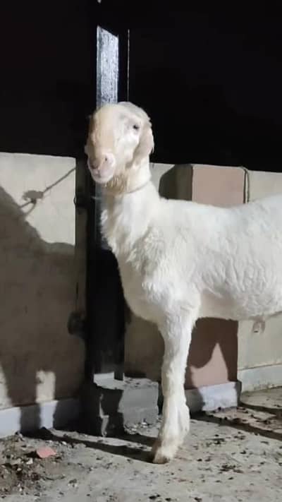 kheera bacha