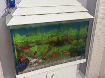 Fish tank for sale with fish