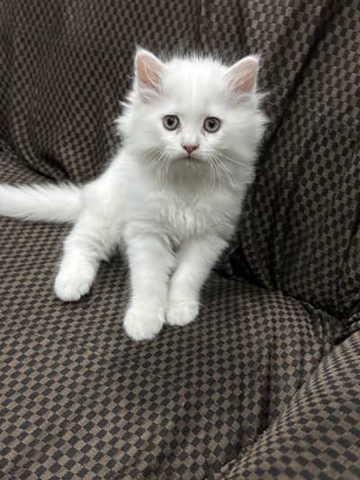 Tripple Cotten persian Male kitten
