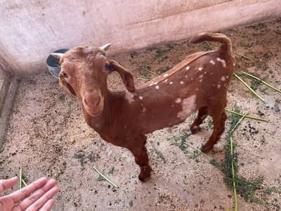 Goat kid