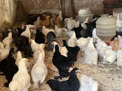 fancy chicks healthy and active