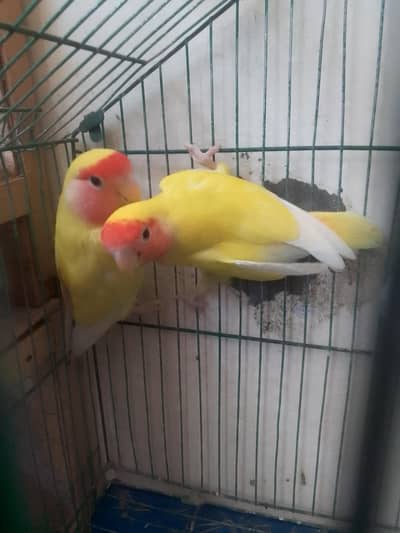 one male and one female