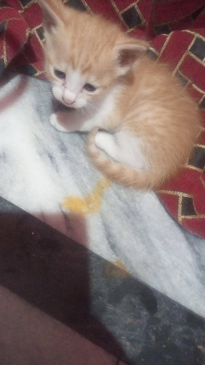 kitten 0