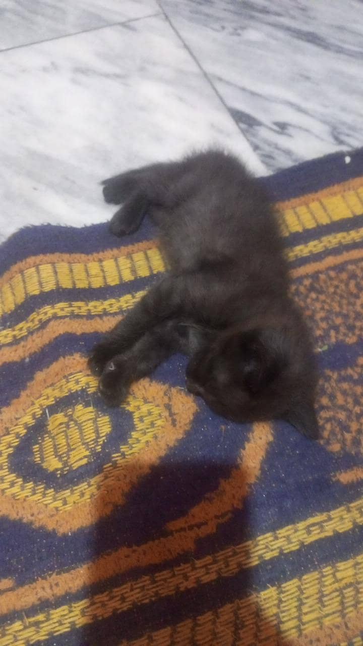 kitten 1
