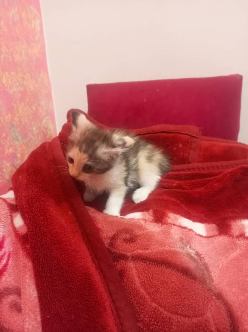 kitten 2