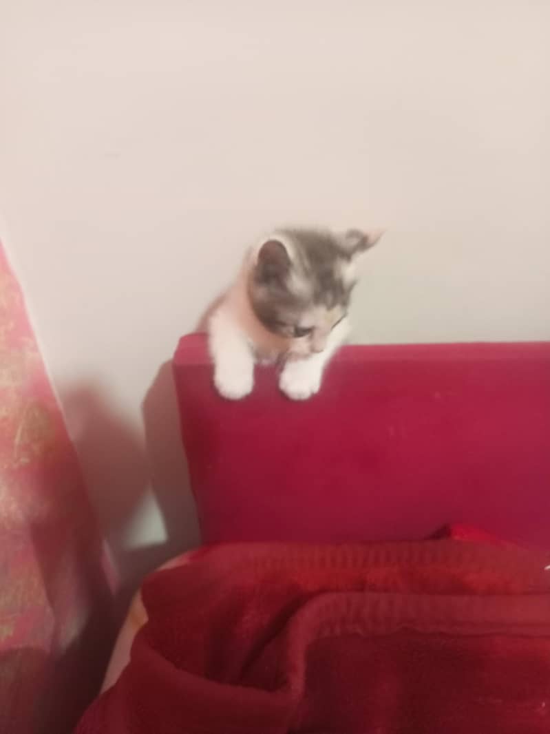 kitten 3