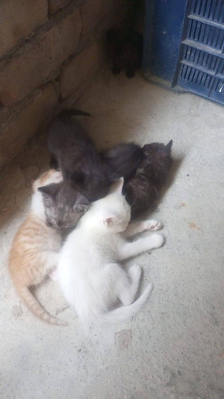 kitten 4