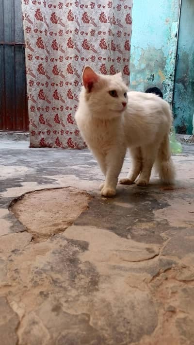 Cat for sale