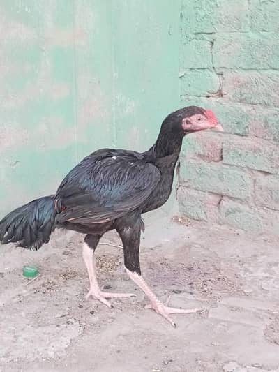 aseel mian wali