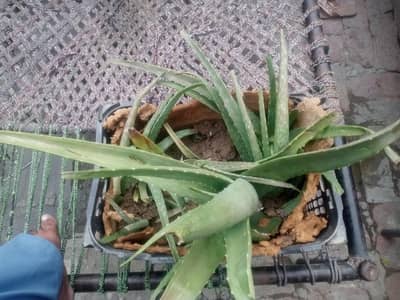 ailovera plant