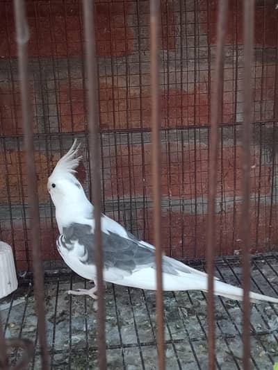 cockatiel bird
