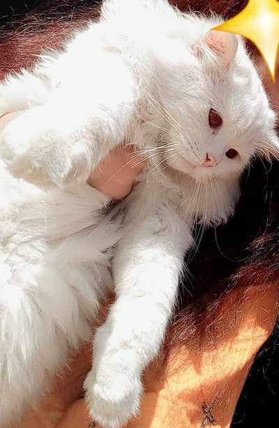 persain male cat for sale