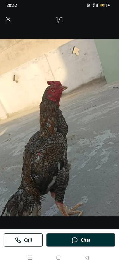 Aseel Murgha