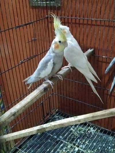 cocktail bird