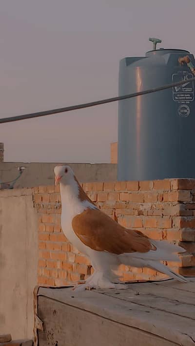 Brown sherazi [bredder] pair