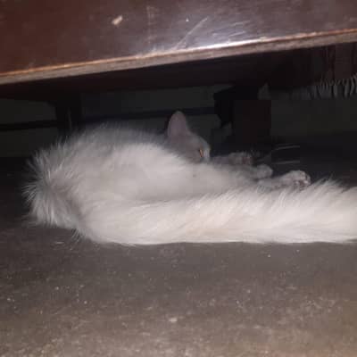 one of the pese beautiful cat 