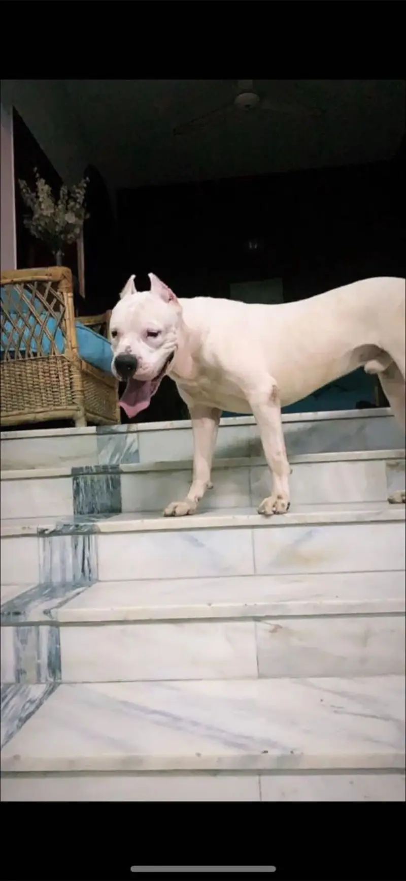 Dogo Argentino Puppies Available | — photo 2