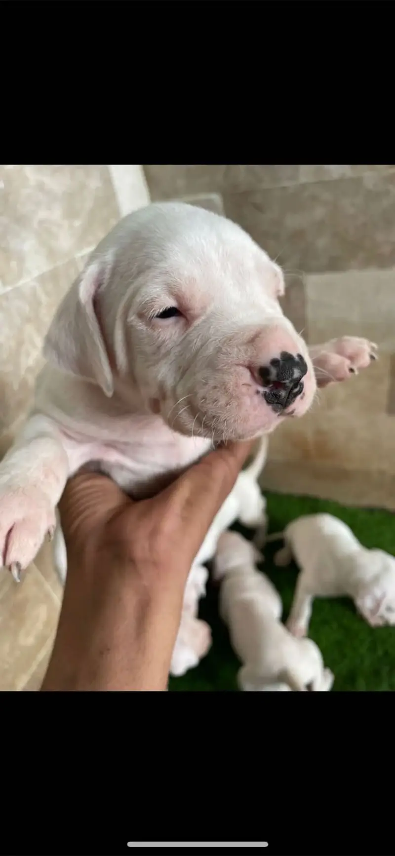Dogo Argentino Puppies Available | — photo 3