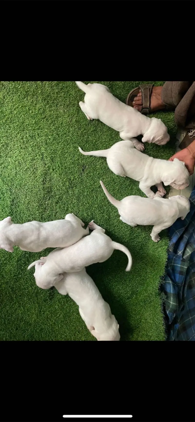 Dogo Argentino Puppies Available | — photo 4
