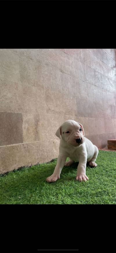 Dogo Argentino Puppies Available |