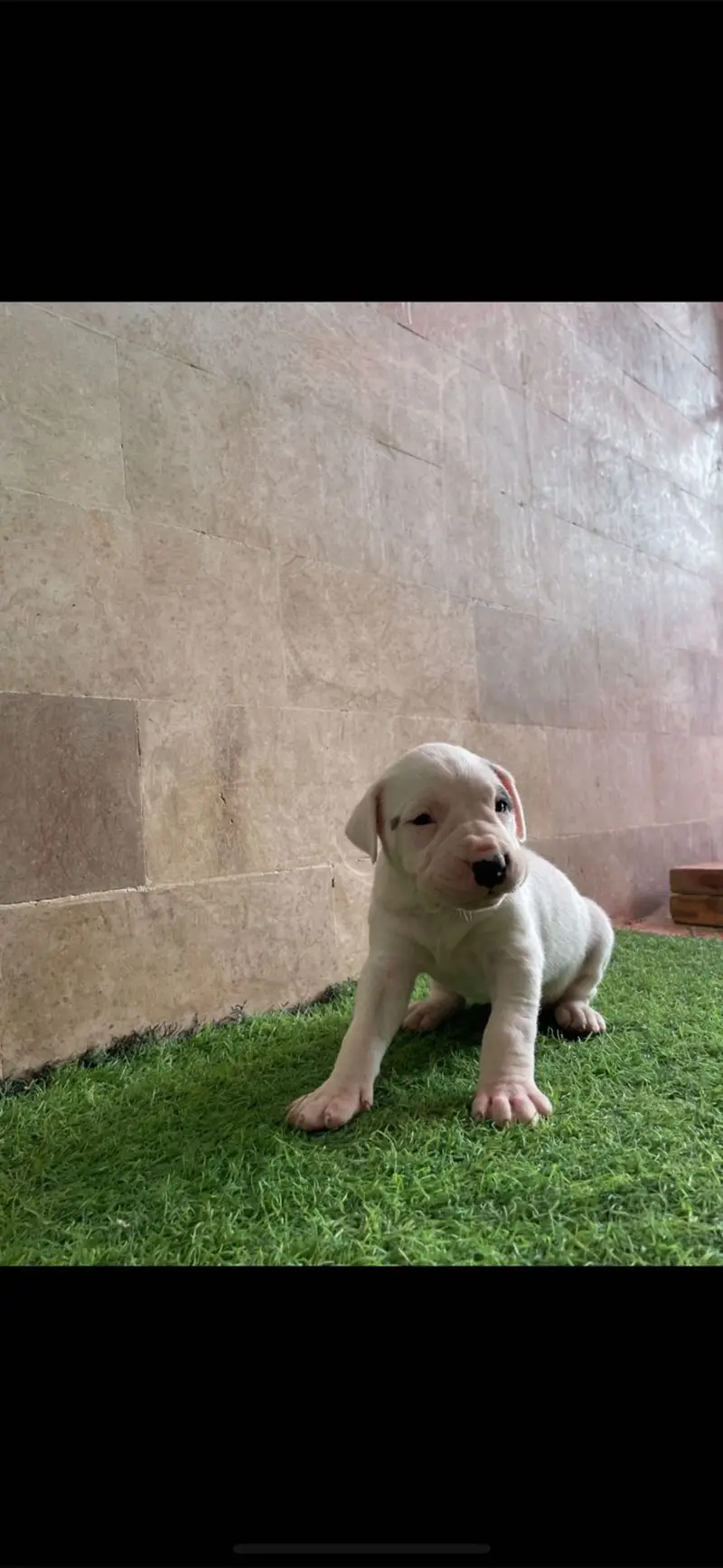 Dogo Argentino Puppies Available |