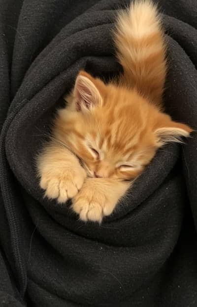 little kitten for sale