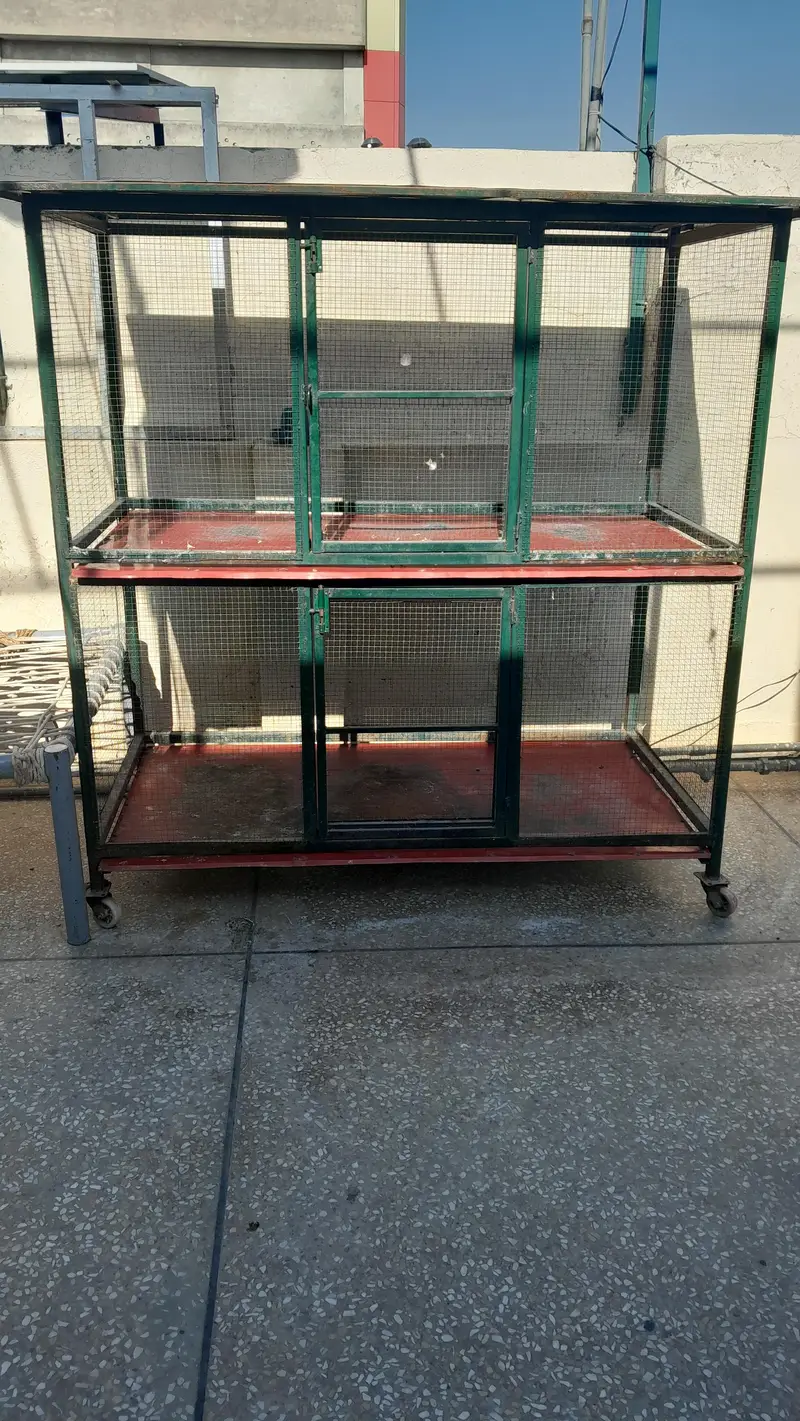 hen & birds cage